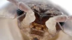 Rovarok a fürdőszobában és hogyan lehet megszabadulni tőlük